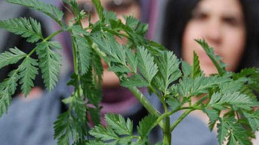 'Sokrates'i &ouml;ld&uuml;ren bitki'