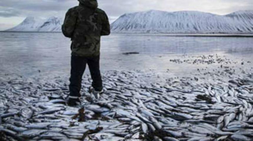 Toplu balık ölümleri endişe yarattı