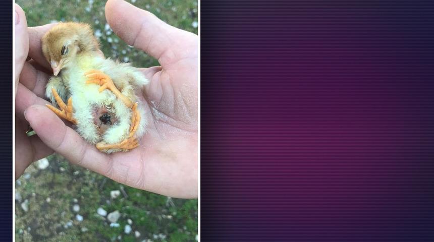 4 bacaklı civciv! Gören şaşırıp kalıyor