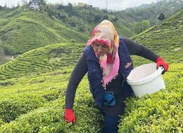 ÇAYKUR’dan ’çayınızı kendiniz toplayın’ çağrısı