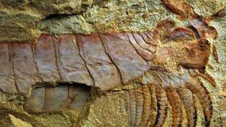 520 milyon yıllık fosil bulundu