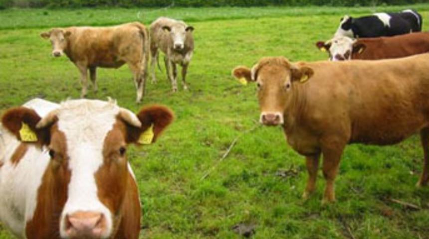 Komşudaki krizde hırsızlık sınır tanımıyor