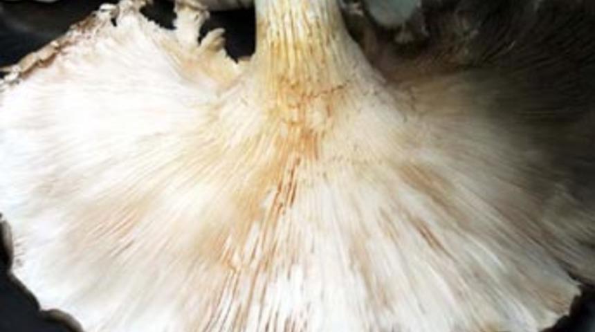 Otelin deposunda 3 kiloluk mantar yetiştirdi