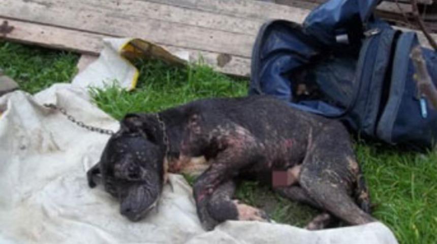 &Ccedil;antadan yaralı Pitbull &ccedil;ıktı