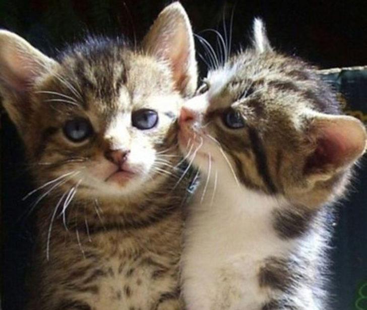 D&uuml;nya Kediler G&uuml;n&uuml; Kutlu Olsun