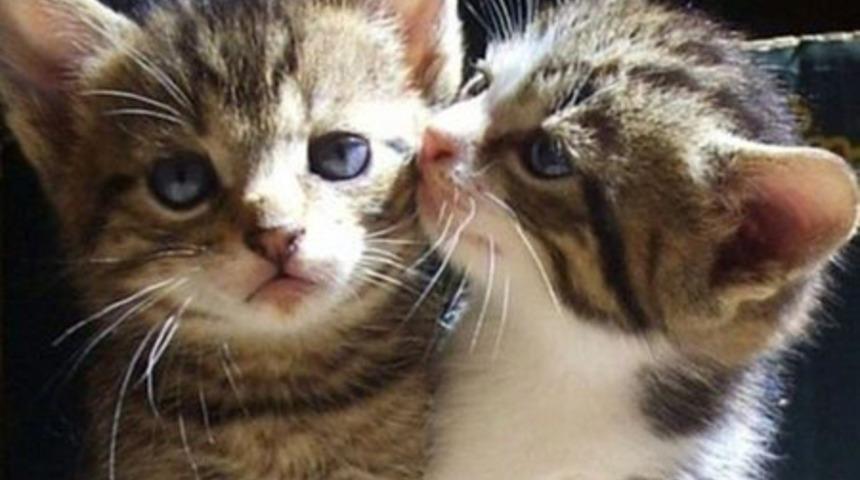 D&uuml;nya Kediler G&uuml;n&uuml; Kutlu Olsun