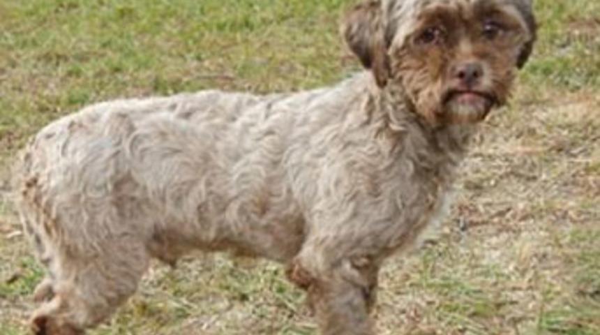 D&uuml;nya insan y&uuml;zl&uuml; k&ouml;peği konuşuyor!