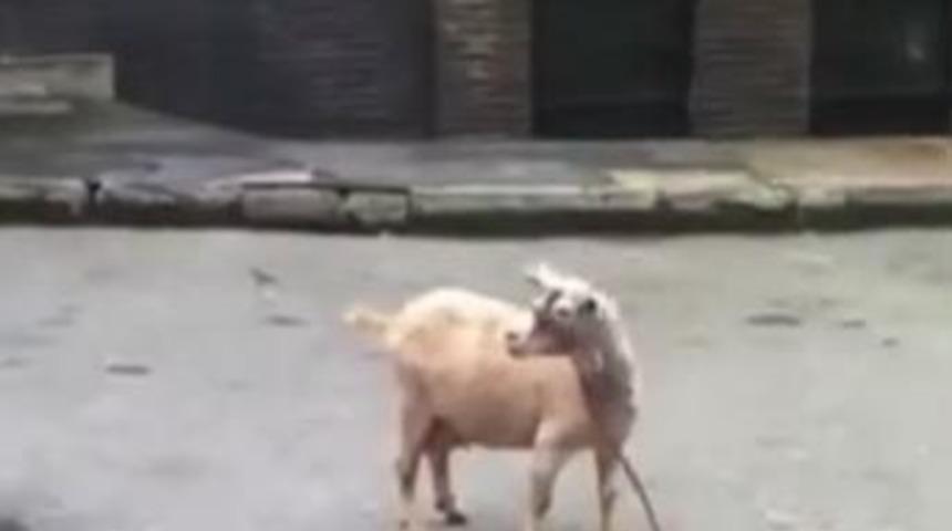 İnsan gibi bağıran keçiler!