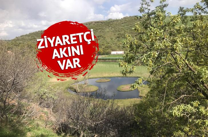 Rüzgarın estiği yöne göre yer değiştiriyor! Ziyaretçi akını 'Böylesiyle karşılaşmak bizi şaşırttı'