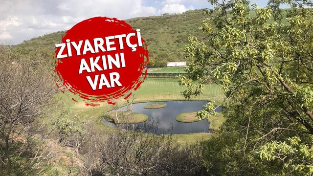 Rüzgarın estiği yöne göre yer değiştiriyor! Ziyaretçi akını 'Böylesiyle karşılaşmak bizi şaşırttı'