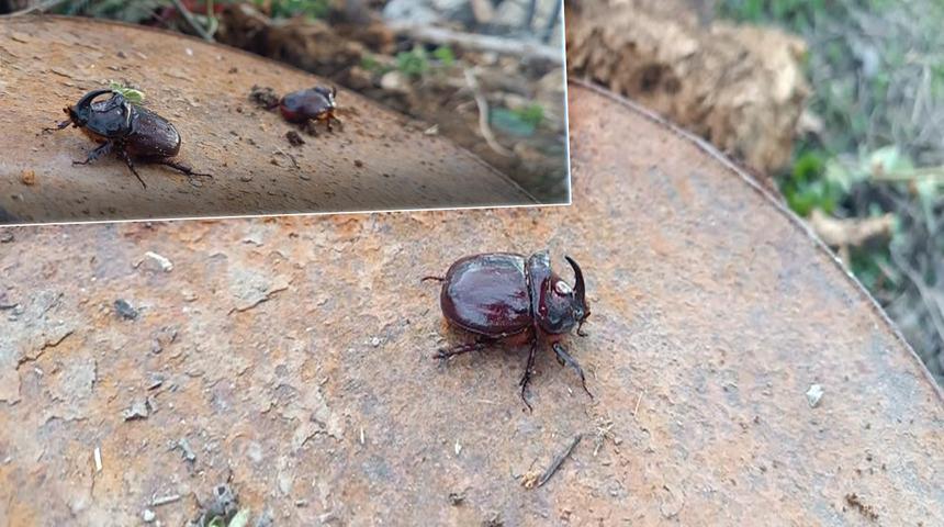 Dünyanın en güçlü böceği Hakkari'de bulundu: Değeri tam 90 bin dolar!