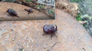 Dünyanın en güçlü böceği Hakkari'de bulundu: Değeri tam 90 bin dolar!