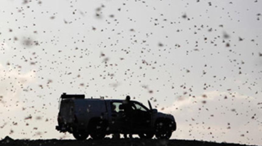 İsrail’de çekirge alarmı