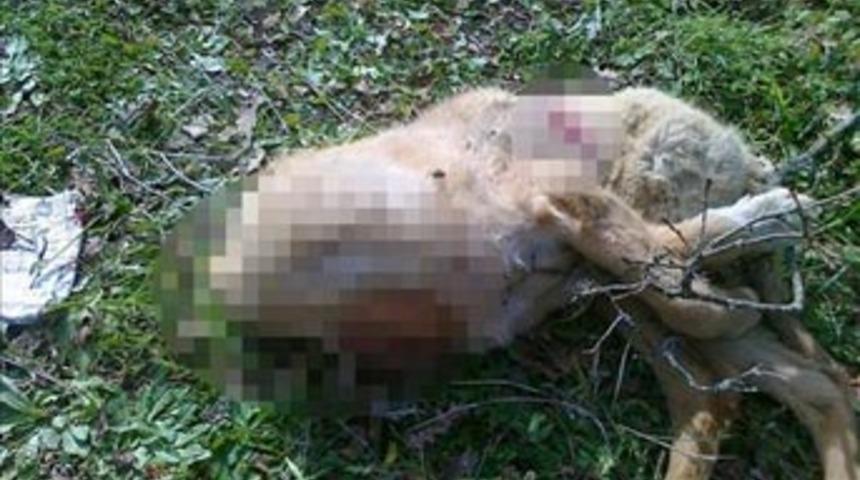 K&ouml;pekler birbirlerini yedi