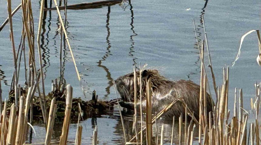'Esrarengiz fare' olarak da biliniyor... Ağrı Dağı eteklerinde böyle görüntülendi