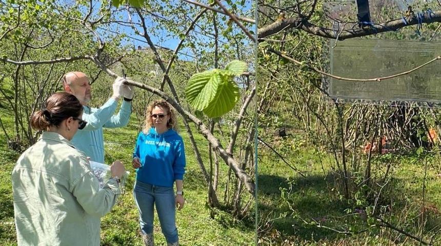 'Geleceği ciddi tehdit altında' diyerek açıkladı: İstila etmeye devam ediyor! 'Başta fındık...'