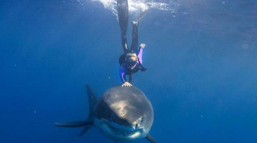 K&ouml;pek balıklarıyla y&uuml;z&uuml;yor!