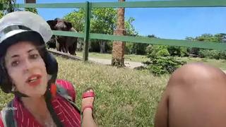 Kick fenomeni canlı yayında filin saldırısına uğradı! Korku dolu anları kaydetti: Çitlerden atlayarak zor kurtuldu