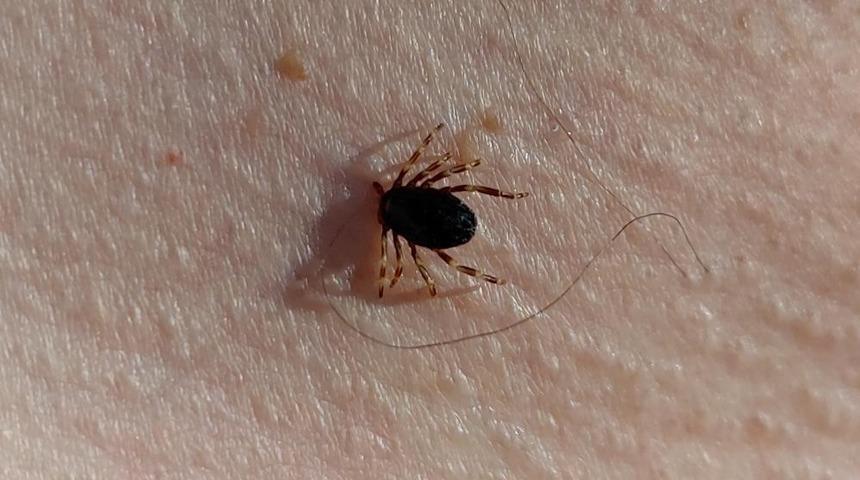 Yılın ilk kene vakası görüldü! Uzmanlar uyardı: Türkiye genelinde artış!