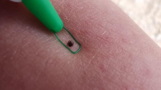 Yaz aylarının korkulu rüyasına dikkat: Organ yetmezliğine kadar gidebiliyor! 'Çıplak elle dokunmayın' uyarısı