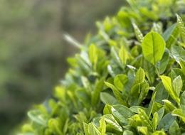 ÇAYMER yaş çay fiyatını açıkladı