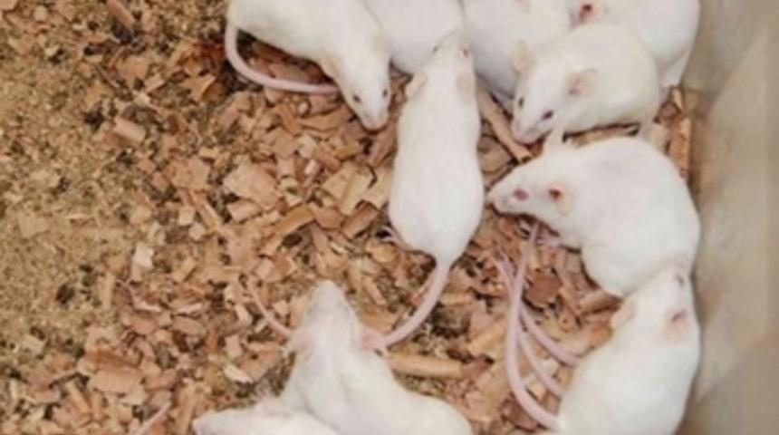 Robot fare korku salıyor