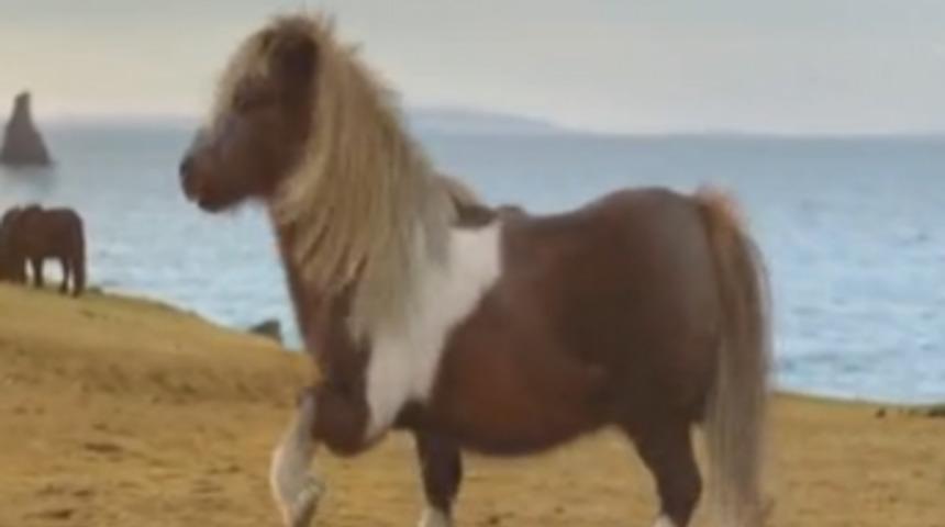 Moonwalk yapan midilli rekor kırıyor