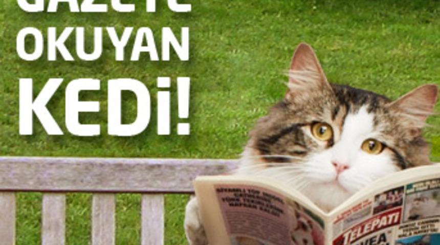 Gazete Okuyan Kediyi Gördün mü?