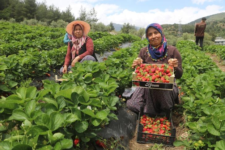 Hatay'da çilek hasadı devam ediyor: Türkiye'de yetişiyor ama Avrupa daha ucuza yiyor!  G1
