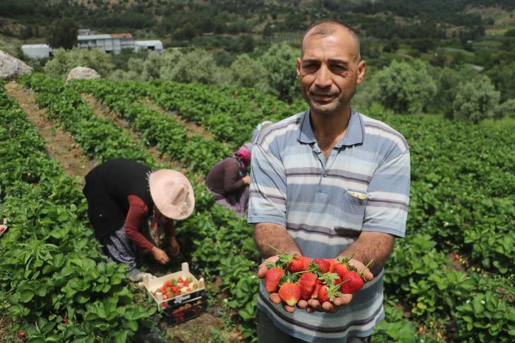 Hatay'da çilek hasadı devam ediyor: Türkiye'de yetişiyor ama Avrupa daha ucuza yiyor!  G2