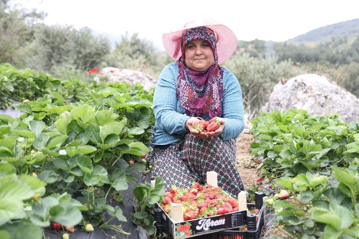 Hatay'da çilek hasadı devam ediyor: Türkiye'de yetişiyor ama Avrupa daha ucuza yiyor!  G4