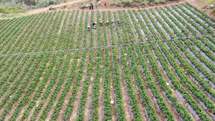 Hatay'da çilek hasadı devam ediyor: Türkiye'de yetişiyor ama Avrupa daha ucuza yiyor!  G5