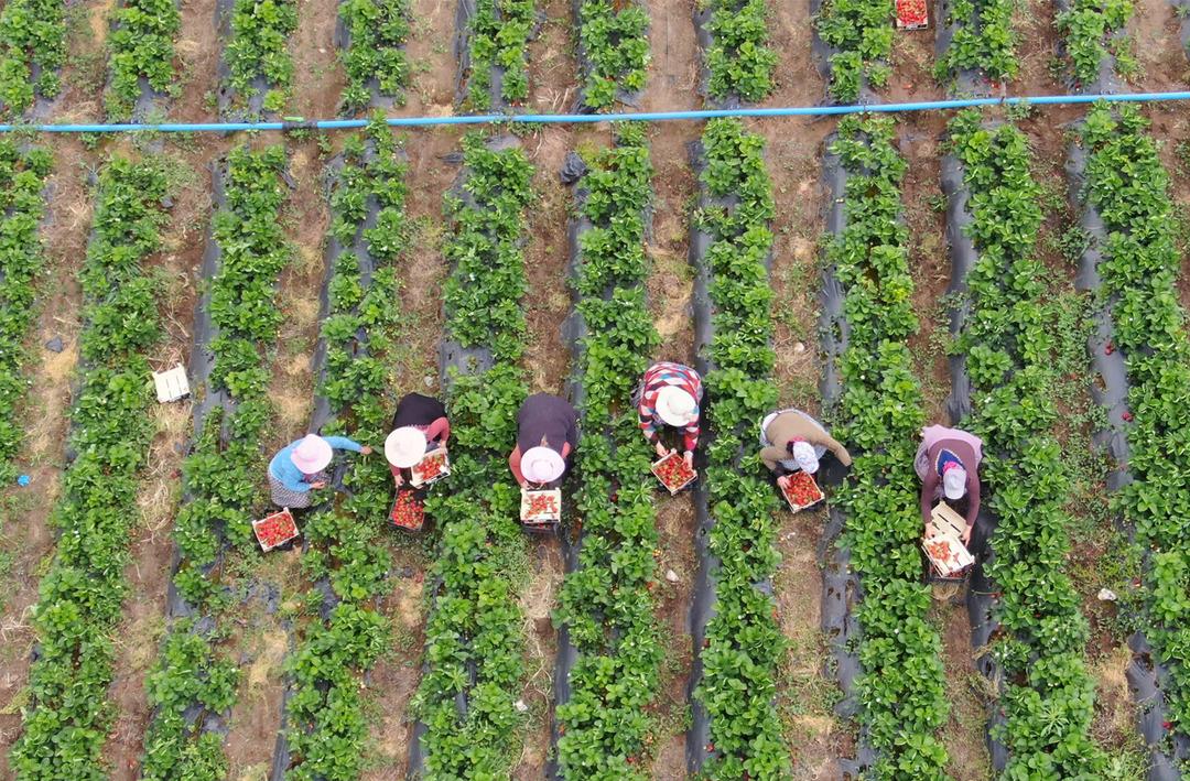 Hatay'da &ccedil;ilek hasadı devam ediyor: T&uuml;rkiye'de yetişiyor ama Avrupa daha ucuza yiyor! 