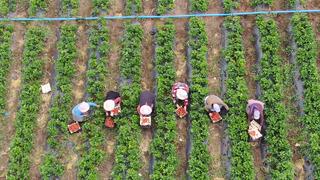 Hatay'da çilek hasadı devam ediyor: Türkiye'de yetişiyor ama Avrupa daha ucuza yiyor! 