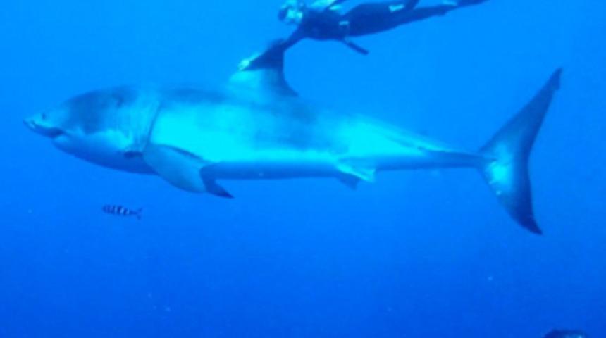 Köpekbalıklarıyla yüzüyor