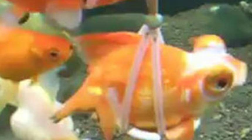 Y&uuml;zemeyen balığa can yeleği taktılar!