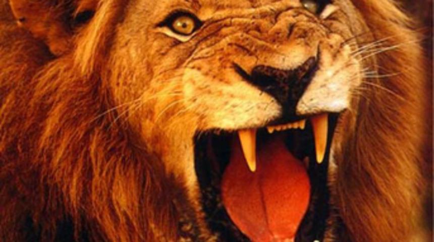 Çalılıkta sevişen kadını paramparça ettiler