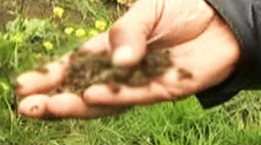 Mersin'de bir garip olay