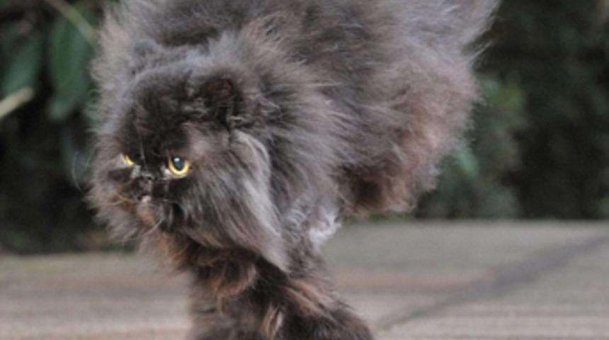 İki ayağıyla hayata tutundu