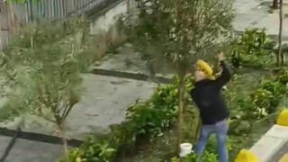 İstanbul'da bir şahıs tahtaları söküp saldırdığı ağaçla kavga etti: O anlar kamerada