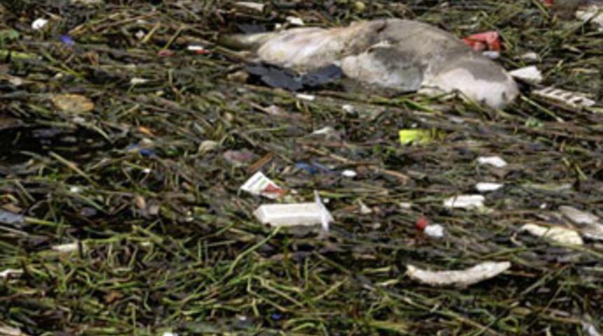 23 milyonun i&ccedil;tiği suda 3 bin &ouml;l&uuml; domuz