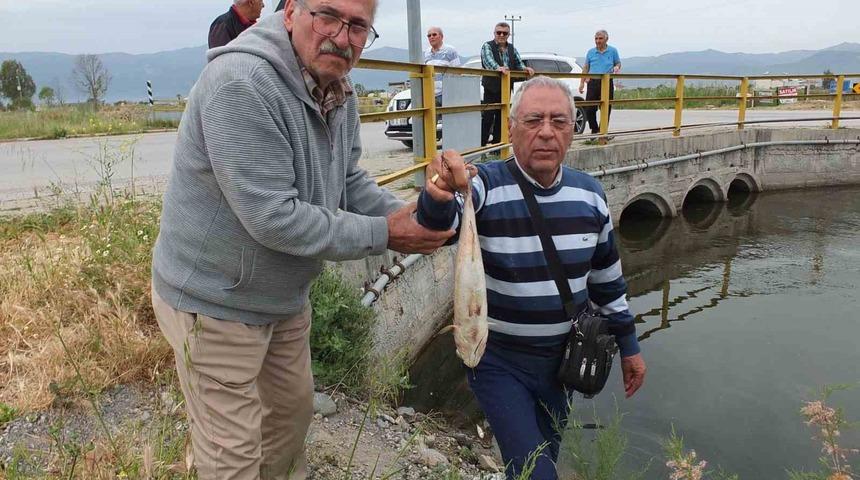 Balıkesir’de doğal sit alanı olan derede balık ölümleri başladı
