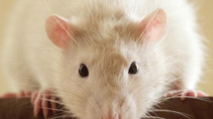 Fareler artık 'daha akıllı'