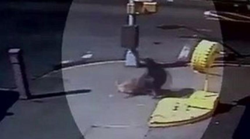 Pitbull dehşeti kamerada