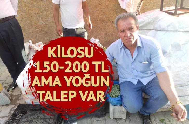 Gece 03.00'te toplamak için yola çıkıyorlar! Kilosunu 200 TL'den satıyorlar... Kapış kapış gidiyor 'Geçimimizi böyle sağlıyoruz'