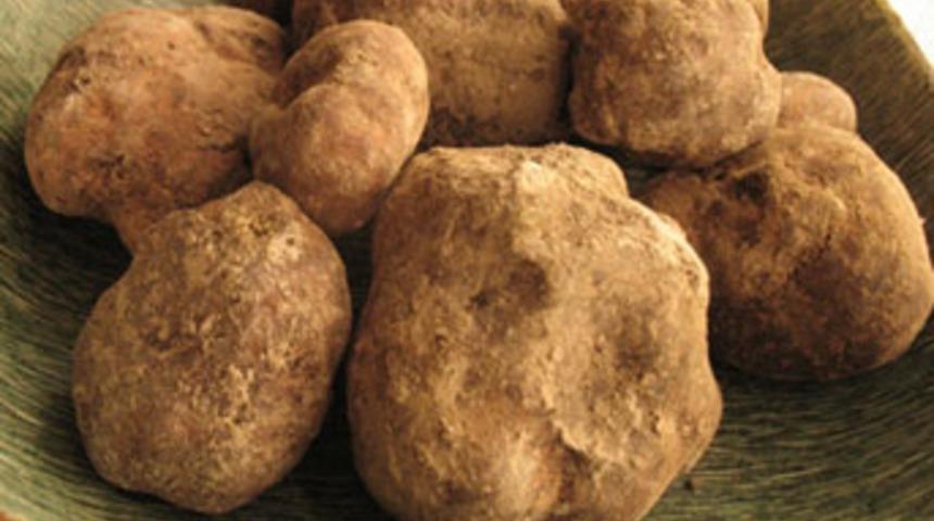 Sadece şimşeğin düştüğü yerlerde yetişiyor