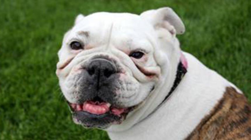 Köpek sahibini vurdu