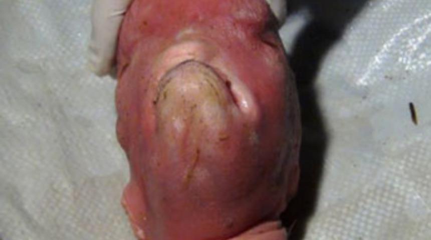 İnsan y&uuml;zl&uuml; kuzu g&ouml;renleri hayrete d&uuml;ş&uuml;rd&uuml;