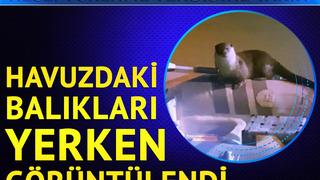 'Nesli tükenme tehdidine yakın' kategorisinde... Diyarbakır'da havuzdaki balıkları yerken görüntülendi! Ben bunun emojisini kullanıyorum 