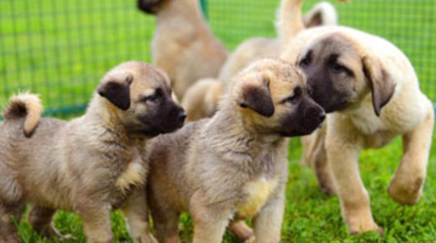 L&uuml;ks ara&ccedil; bekler gibi Kangal bekliyorlar